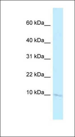 Anti-BANF2 antibody produced in rabbit