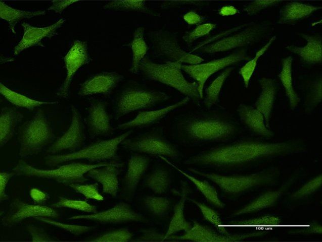 Anti-BCAR1 antibody produced in rabbit