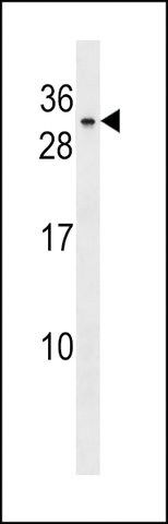 ANTI-BHLHA9 (CENTER) antibody produced in rabbit