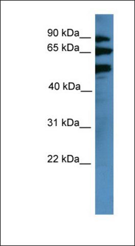 Anti-BBS2 antibody produced in rabbit