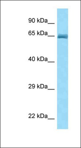 Anti-BIN1 antibody produced in rabbit