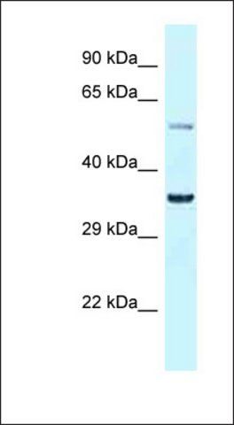 Anti-BHLHE41 antibody produced in rabbit