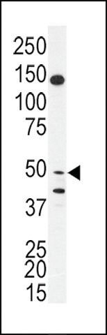 ANTI-BPIL1(N-TERMINAL) antibody produced in rabbit