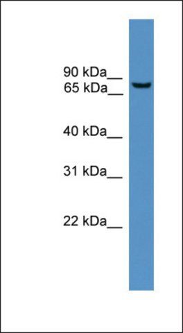 Anti-BBS2 antibody produced in rabbit