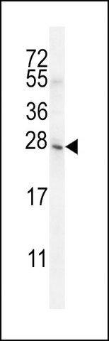 ANTI-BHLHA15 (C-TERM) antibody produced in rabbit