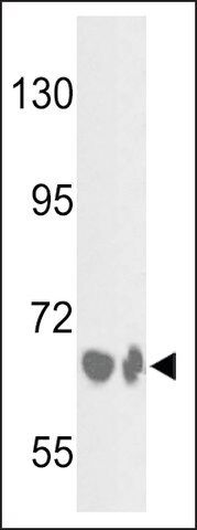 ANTI-BF (CENTER) antibody produced in rabbit