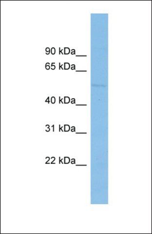 Anti-BEND7 antibody produced in rabbit