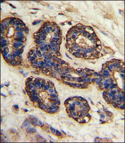 ANTI-BEST2 (C-TERM) antibody produced in rabbit