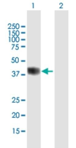 Anti-BHLHE22 antibody produced in mouse