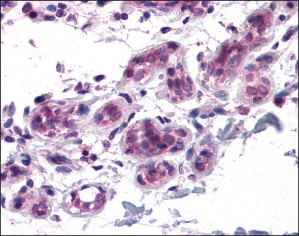 Anti-BCAS3 antibody produced in rabbit