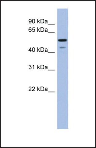 Anti-BMP6 antibody produced in rabbit