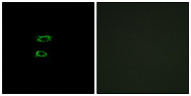 Anti-BMP8A antibody produced in rabbit