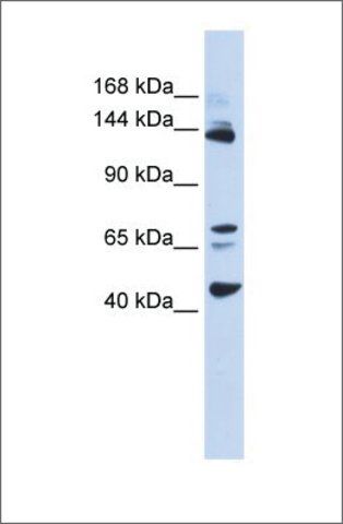 Anti-BRD8 antibody produced in rabbit