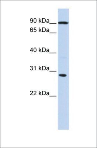 Anti-BOLL antibody produced in rabbit