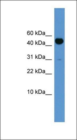 Anti-BMP10 antibody produced in rabbit