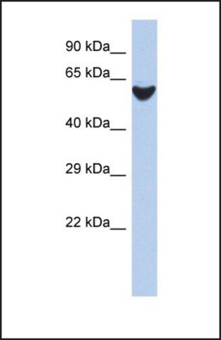 Anti-BRF2, (N-terminal) antibody produced in rabbit