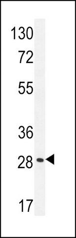 ANTI-BRMS1L (N-TERM) antibody produced in rabbit