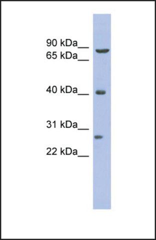 Anti-BRD3 antibody produced in rabbit