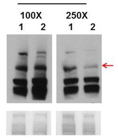 Anti-BRCA1 antibody produced in rabbit