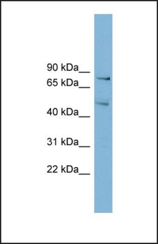 Anti-BOP1, (N-terminal) antibody produced in rabbit