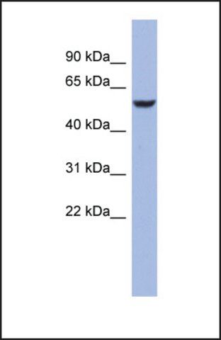 Anti-BRUNOL4 antibody produced in rabbit