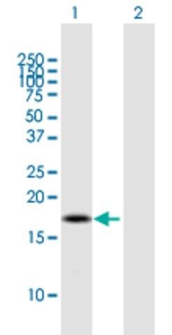 Anti-BOLA2B antibody produced in mouse