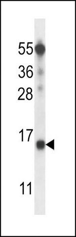 ANTI-BTF3L4 (C-TERM) antibody produced in rabbit