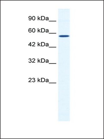 Anti-BTBD15 antibody produced in rabbit