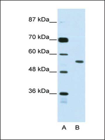 Anti-BRD3 antibody produced in rabbit