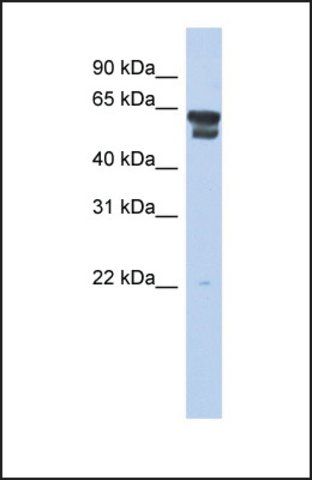 Anti-BLMH antibody produced in rabbit