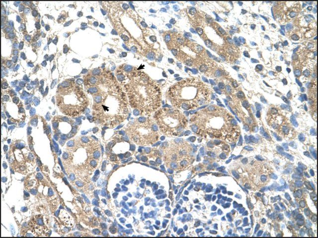 Anti-BSDC1 antibody produced in rabbit