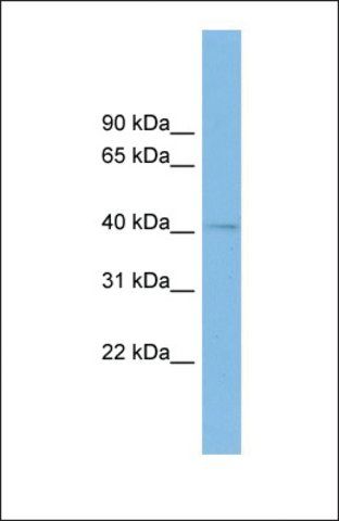 Anti-BHMT2 antibody produced in rabbit