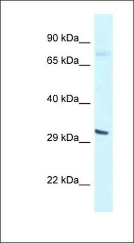 Anti-BHLHE41 antibody produced in rabbit