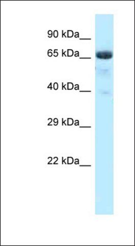 Anti-BTRC antibody produced in rabbit