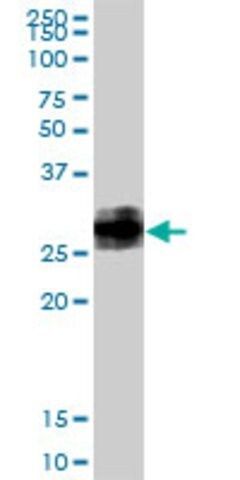 Anti-Bst2 antibody produced in rabbit