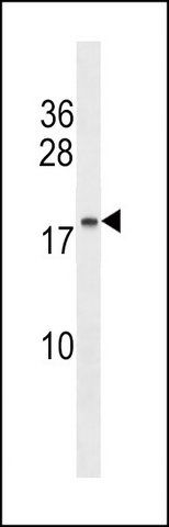 ANTI-C9ORF7 (C-TERM) antibody produced in rabbit