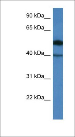 Anti-C9orf64 antibody produced in rabbit