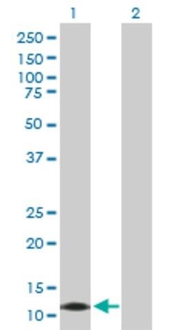 Anti-CALML3 antibody produced in rabbit