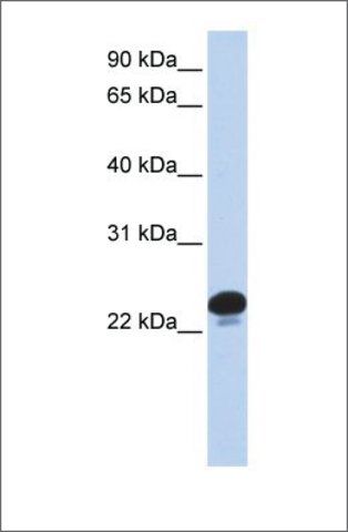 Anti-CAPS antibody produced in rabbit