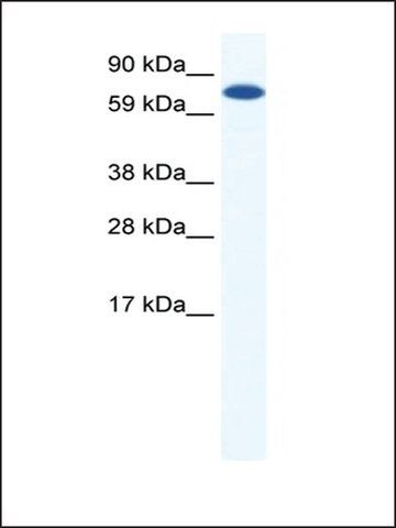 Anti-CBFA2T2H antibody produced in rabbit