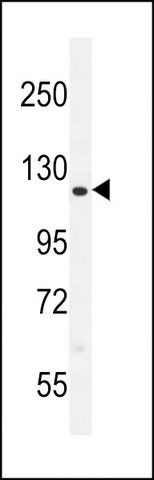 ANTI-CCD33 (C-TERM) antibody produced in rabbit