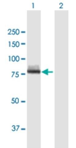 Anti-CAPN12 antibody produced in mouse