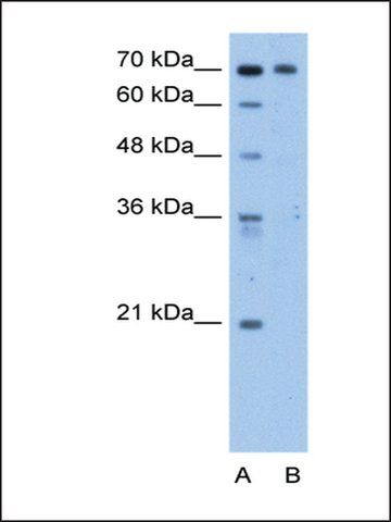 Anti-C9ORF96 antibody produced in rabbit