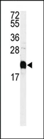 ANTI-CALMODULIN(C-TERMINAL) antibody produced in rabbit