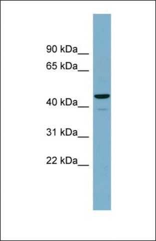 Anti-CANT1 antibody produced in rabbit