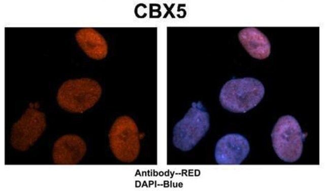 Anti-CBX5 antibody produced in rabbit