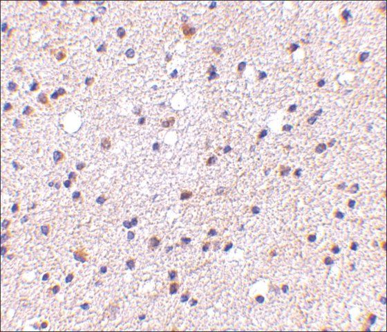 Anti-CAPS1 (ab2) antibody produced in rabbit