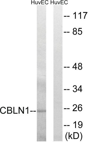 Anti-CBLN1 antibody produced in rabbit