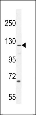 ANTI-CASKIN2 (CENTER) antibody produced in rabbit