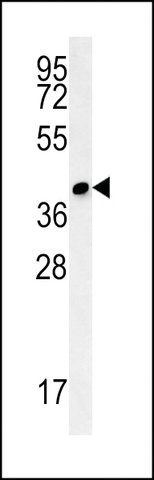 ANTI-CC106 (CENTER) antibody produced in rabbit